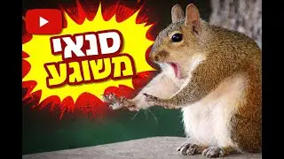 סנאי משוגע - Crazy squirrel