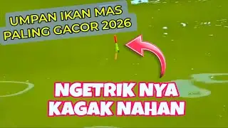 Racikan Umpan Ikan Mas Paling Gacor Simpel Murah