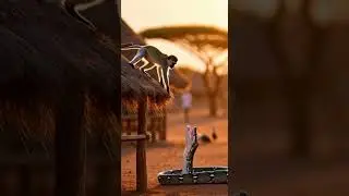 똑똑한 원숭이를 공격한 거대한 뱀의 최후는? 생존 본능의 승리 #animalbehavior #snake #monkey