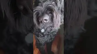 #Golden Doodle Loves To Bark Good Security Guard #shorts