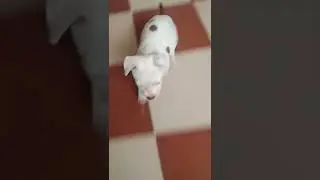 baby amrican pitbull fast runing video like karo our #viral #roxy Babu #like karo #amrican #shorts#v