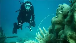 Parimo Diving Club (PDC) Indahnya Taman Bawa Laut