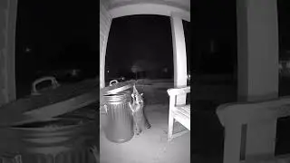 Raccoon vs. Trash Can (THE TRASH CAN WON)