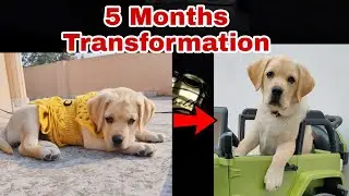 Labrador Puppy Transformation | Bella Nehra