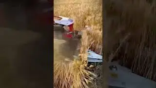 cool machine for harvesting wheat #shorts