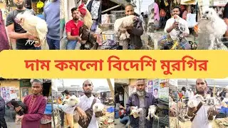 টঙ্গী হাটে ফেন্সি মুরগির দাম  / বাচ্চা সহ দেশি মুরগি /  টঙ্গী মুরগির হাট / tongi murgir hat
