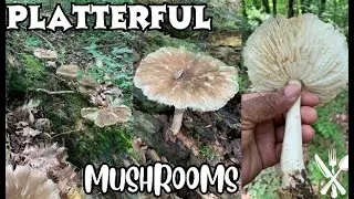 Platterful Mushroom, scientific name: Megacollybia rodmani