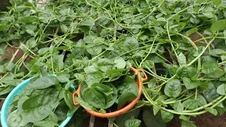 How To Grow Spinach At Home// free insects