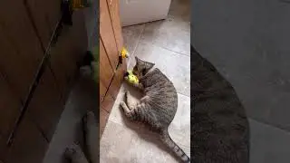 Exploring cat adventures indoors: #fyp #foryou #cats
