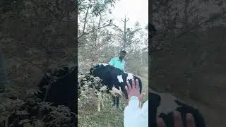 What Happens When COW Gets Sick?#cow #cattledisease#ytshorts