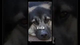 their love is pure ,loyal and without limits #doglover