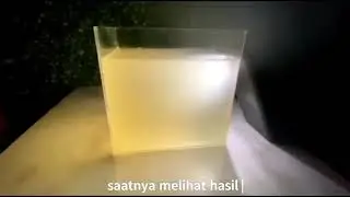 Kultur Infusoria tanpa bau , tanpa ribet , dijamin 100% BERHASIL !!