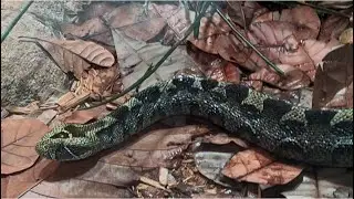 Universeum&rsquo;s Venomous Beauty:Understanding Gothenburg&rsquo;s Snakes Collection!
