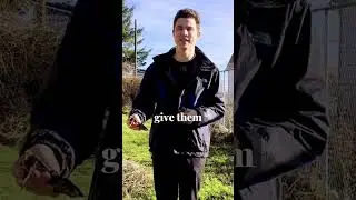 Planting Comfrey Crowns and Cuttings
