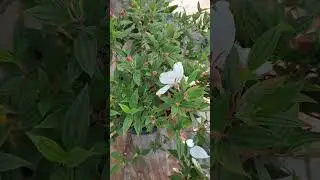 മേലെസ്&zwnj;റ്റോമ വെള്ള melastoma white plant #shorts #plants #flowers