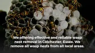 Wasp Nest Removal Services in Essex