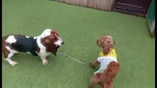 Poppy & Ruby playtime! '#dogs #doggybestfriend #pawsome