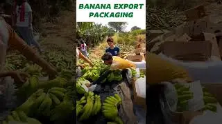 How Banana Export Packaging Done?  #kdsushma #exportbusiness