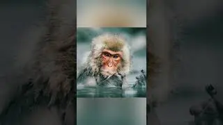 animal candid moment hd photography #shorts #viral #trending #short #animal #candid #animallover