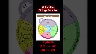 #cellcycle #biology