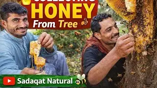 People Collecting Fresh Honey 🍯 | Village Life | Traditional Way | Pure Honey |Log Darakht Se Shehad