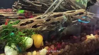 Feeding vampire shrimp