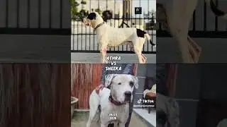 sheeka vs athra kon bana ga champion🏆, dono acha janwar, bully kutta, sheeka bully kutta athra,