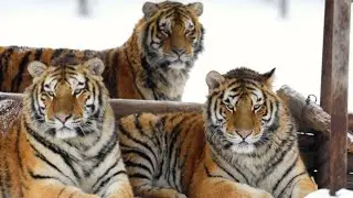 Siberian tigers winter in NE China