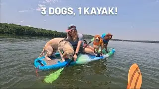 Kayaking chaos with three dogs!