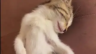a kitten meowing  #kittenadoption #kittensplaying #kittenlady #shortvideo #shortscatsvideos
