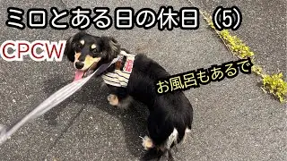 【CPCW】ミニチュアダックスミロとある日の休日（5）