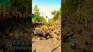 Swaraj agro farm #umeshwagh88555 #chicken #ekmotahathighumechala #love #farming #dairyherd #movie