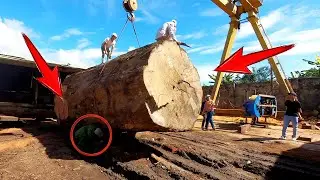 [ Big Wood Tree ] The wood saw cut a thousand-year-old tree in half and was surprised