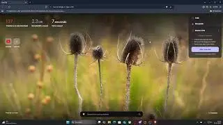 How do I enable background images in the BRAVE browser?