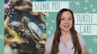 Stinkpot Common Musk Turtle Care and Tank