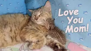 Orphan Kitten Slowly Falls in Love with Nursing Foster Cat 😻 ~ POOR KITTEN Nursed by Foster MOM CAT