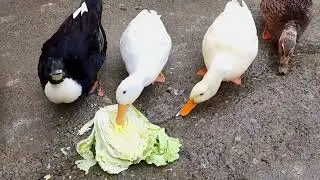 A Long Video Collection of Our Cute Duckies 10 🥰🦆✨