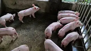 PIG FARM IN THE PHILIPPINES | OUR F1 PIGLETS SELECTED 2023
