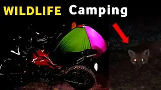 Wildlife camping at sambhar lake | camping at Salt sambhar lake Jaipur | Camping in India