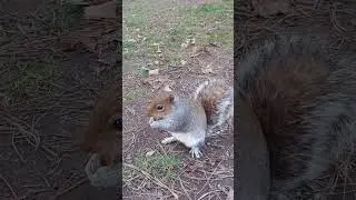 short#video#liverpool#nature#photography#summer