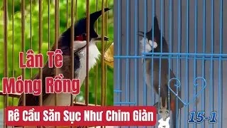 LÂN TÊ QUỶ-Mào Như Vuốt Rồng/ Phách Rê Cầu Săn Sục Như Chim Giàn//Hàng Tuyển Đá Xe Tương Lai 15.1