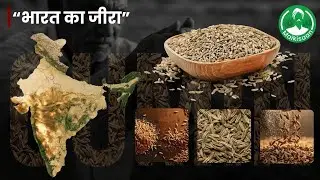 जीरा कैसे बनता है? | Cumin (Jeera) Making Process in India | Farm to Market | Maikisaan