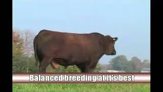 Red BJR AH Branded Beef L107.mp4