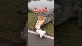 Anjing Putih Dimulut Buaya !!! Apakah Kalian Percaya !!?