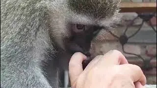 ASMR Baby Monkey Lollipop Gentle Soft Careful Hand Grooming! Complete Relaxation #asmr #monkey