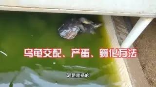 楼顶菜园养龟种菜：分享乌龟交配、产蛋、孵化方法，种养结合好！