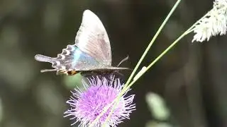 Alpine Black Swallowtail Butterfly Visits Japanese Thistle Flowers for Nectar 240fps