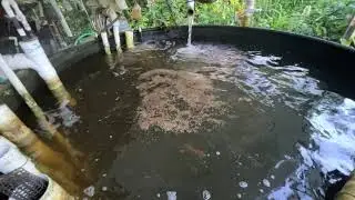 Good Morning feeding at Olomana Gardens with Glenn Martinez. Fishes happy and chickens too.