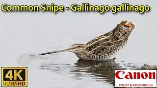 Common Snipe   Gallinago gallinago