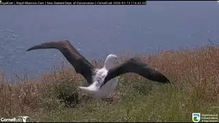 Northern Royal Albatross 13 01 2025 2  ~ BOK